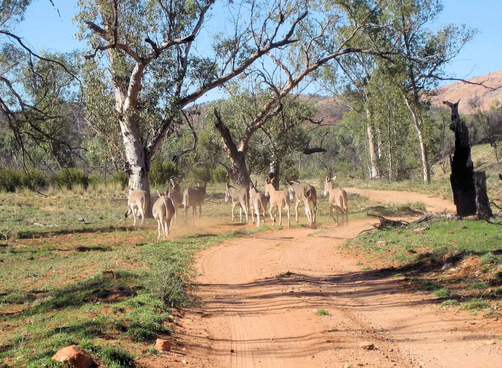Feral Donkeys, Trephina Gorge, NT