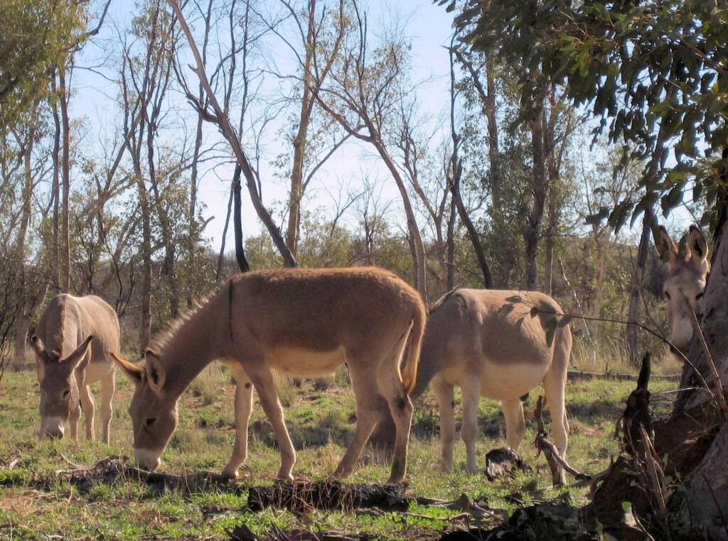 Feral Donkeys, Trephina Gorge, NT