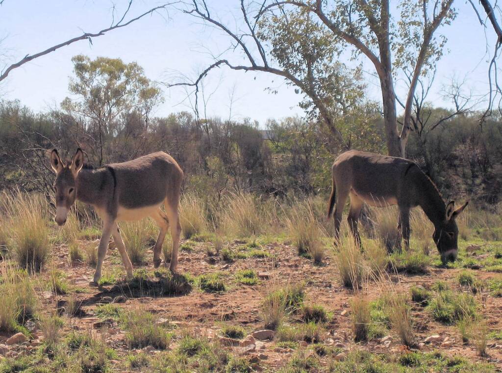 Feral Donkeys, Trephina Gorge, NT