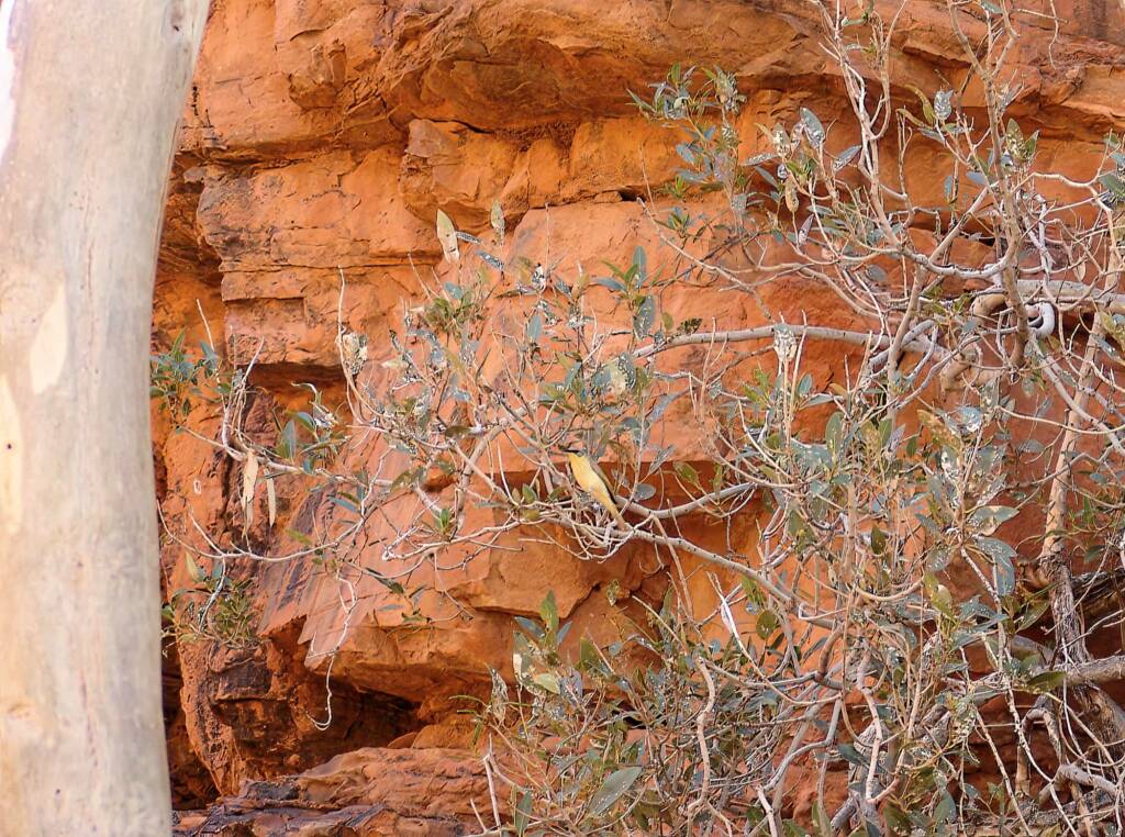 Grey-headed Honeyeater (Ptilotula keartlandi), Trephina Gorge, NT