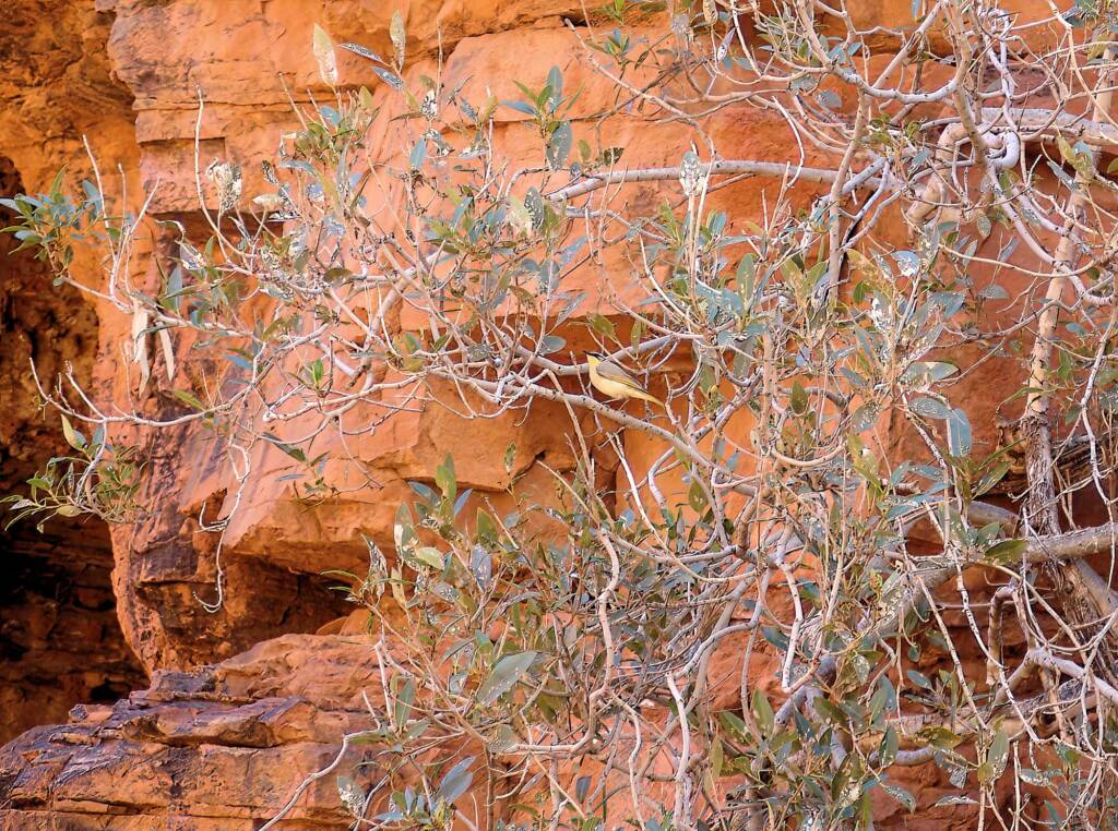 Grey-headed Honeyeater (Ptilotula keartlandi), Trephina Gorge, NT
