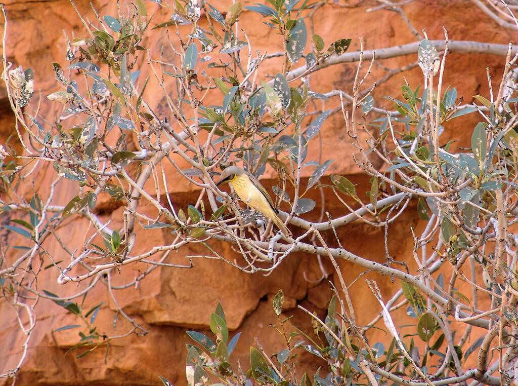 Grey-headed Honeyeater (Ptilotula keartlandi), Trephina Gorge, NT