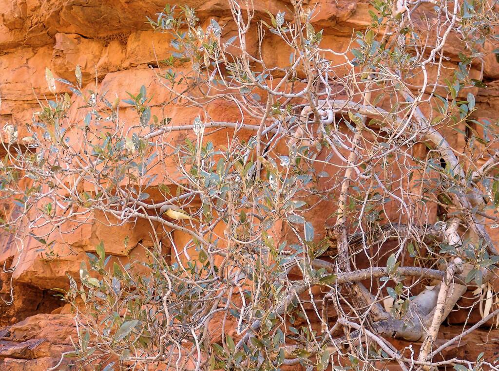 Grey-headed Honeyeater (Ptilotula keartlandi), Trephina Gorge, NT