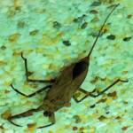 Water Scorpion (Laccotrephes tristis), Alice Springs, NT