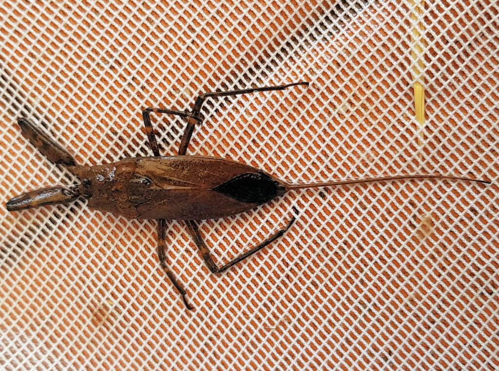 Water Scorpion (Laccotrephes tristis), Alice Springs, NT