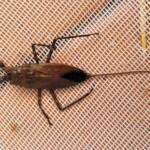 Water Scorpion (Laccotrephes tristis), Alice Springs, NT