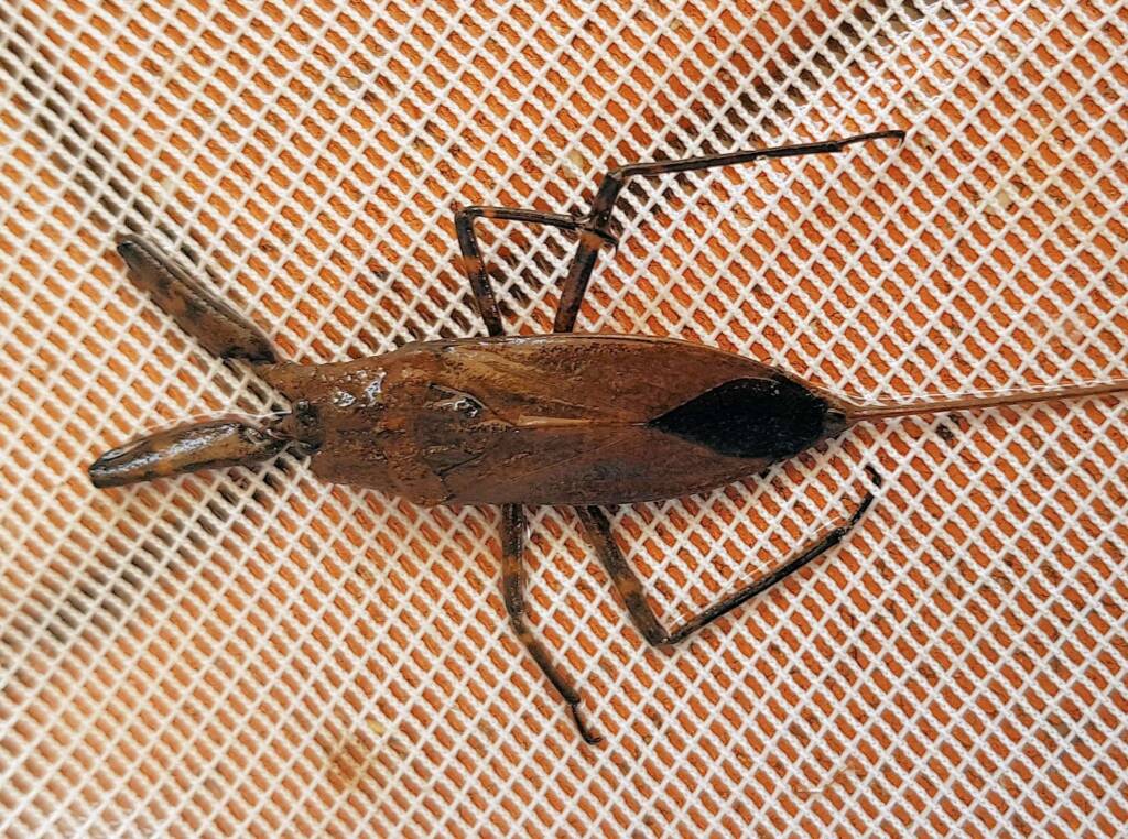 Water Scorpion (Laccotrephes tristis), Alice Springs, NT