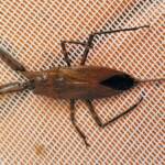 Water Scorpion (Laccotrephes tristis), Alice Springs, NT