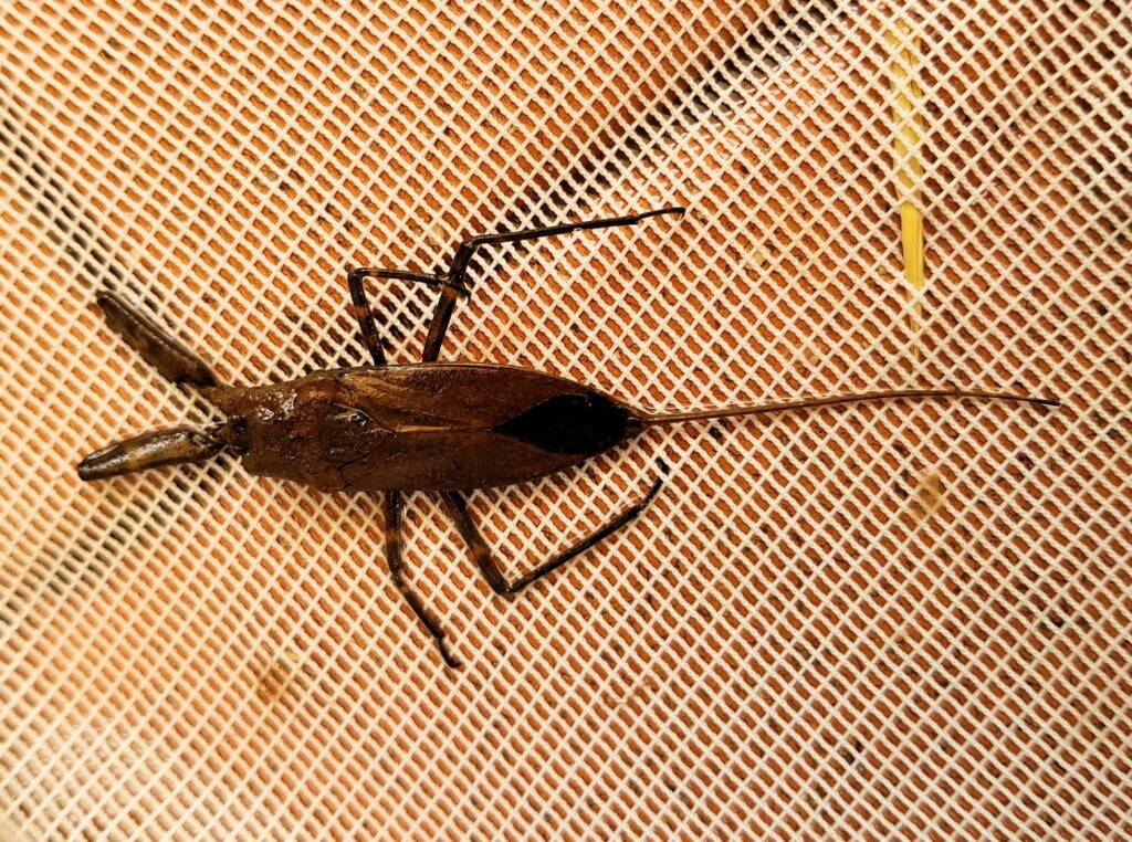Water Scorpion (Laccotrephes tristis), Alice Springs, NT