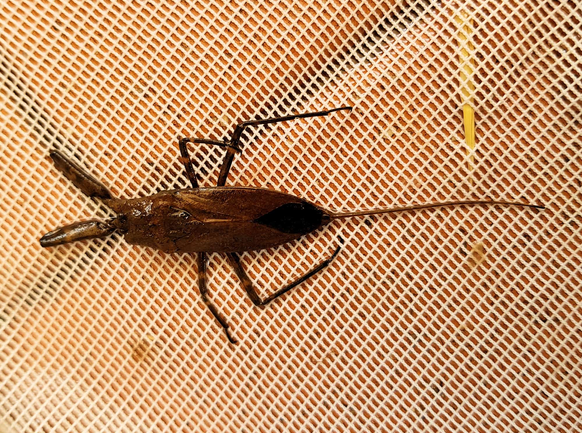 Water Scorpion (Laccotrephes tristis), Alice Springs, NT