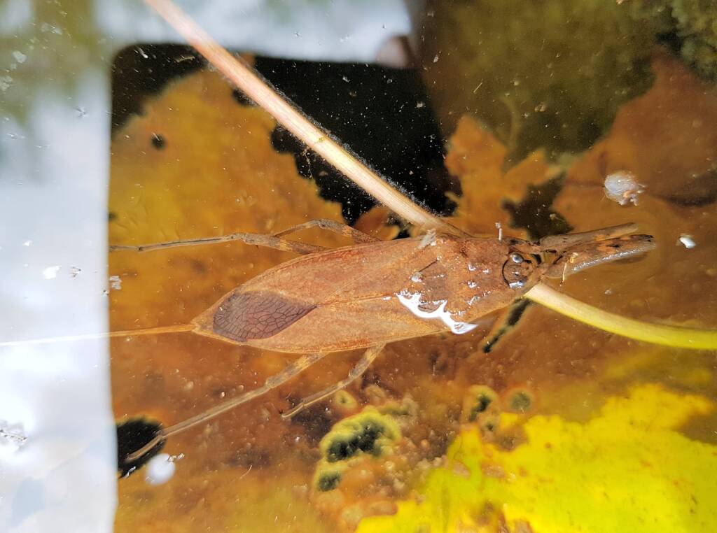 Water Scorpion (Laccotrephes tristis), Alice Springs, NT