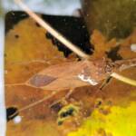 Water Scorpion (Laccotrephes tristis), Alice Springs, NT