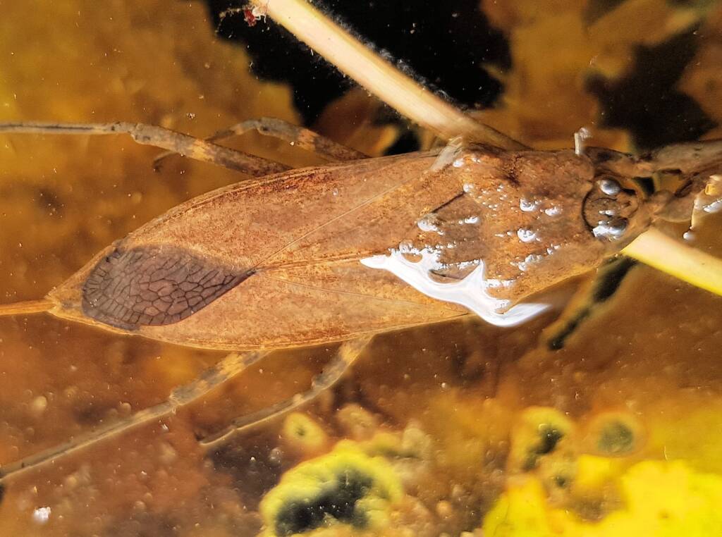 Water Scorpion (Laccotrephes tristis), Alice Springs, NT