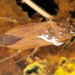 Water Scorpion (Laccotrephes tristis), Alice Springs, NT