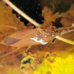 Water Scorpion (Laccotrephes tristis), Alice Springs, NT