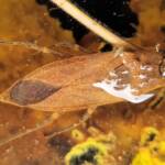 Water Scorpion (Laccotrephes tristis), Alice Springs, NT