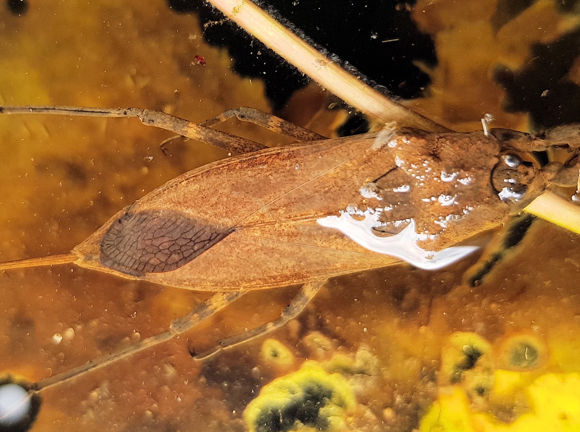 Water Scorpion (Laccotrephes tristis), Alice Springs, NT