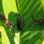 Yellow Hairy Flower Wasp (Radumeris tasmaniensis)