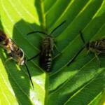 Yellow Hairy Flower Wasp (Radumeris tasmaniensis)