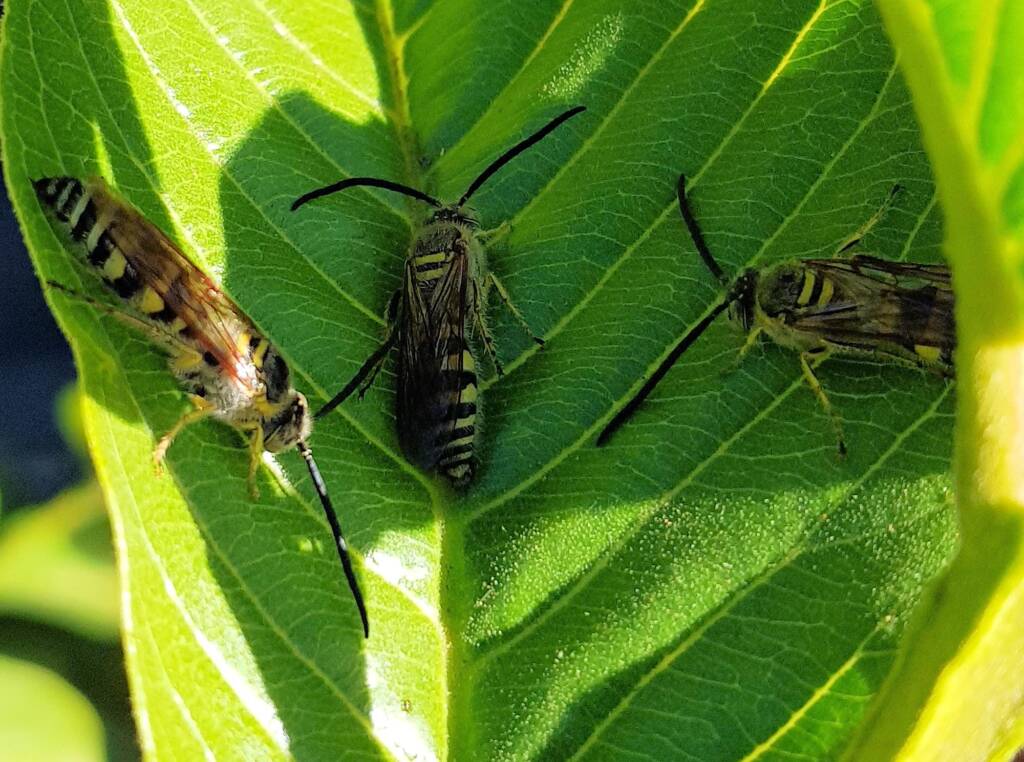 Yellow Hairy Flower Wasp (Radumeris tasmaniensis)