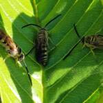 Yellow Hairy Flower Wasp (Radumeris tasmaniensis)