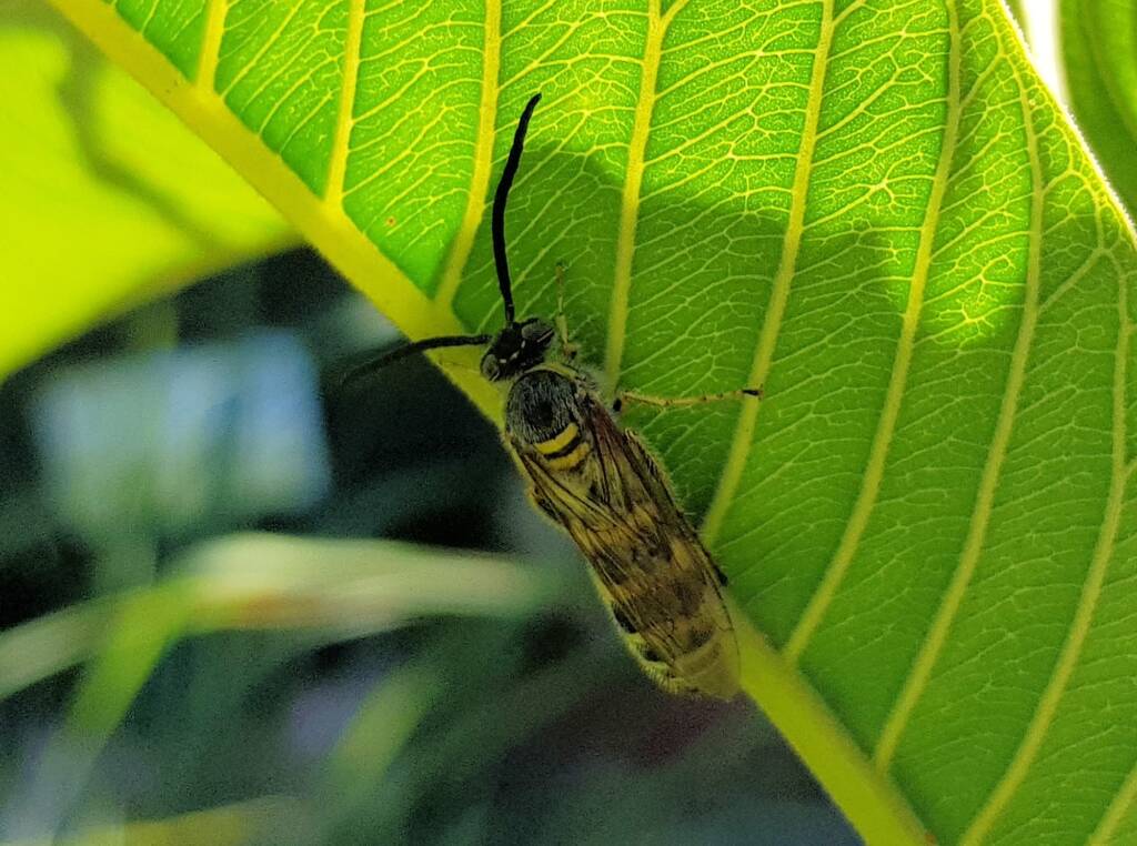 Yellow Hairy Flower Wasp (Radumeris tasmaniensis)