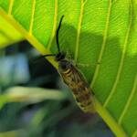 Yellow Hairy Flower Wasp (Radumeris tasmaniensis)