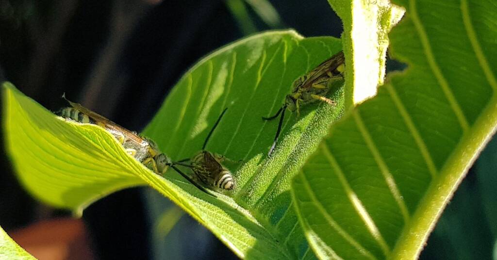 Yellow Hairy Flower Wasp (Radumeris tasmaniensis)