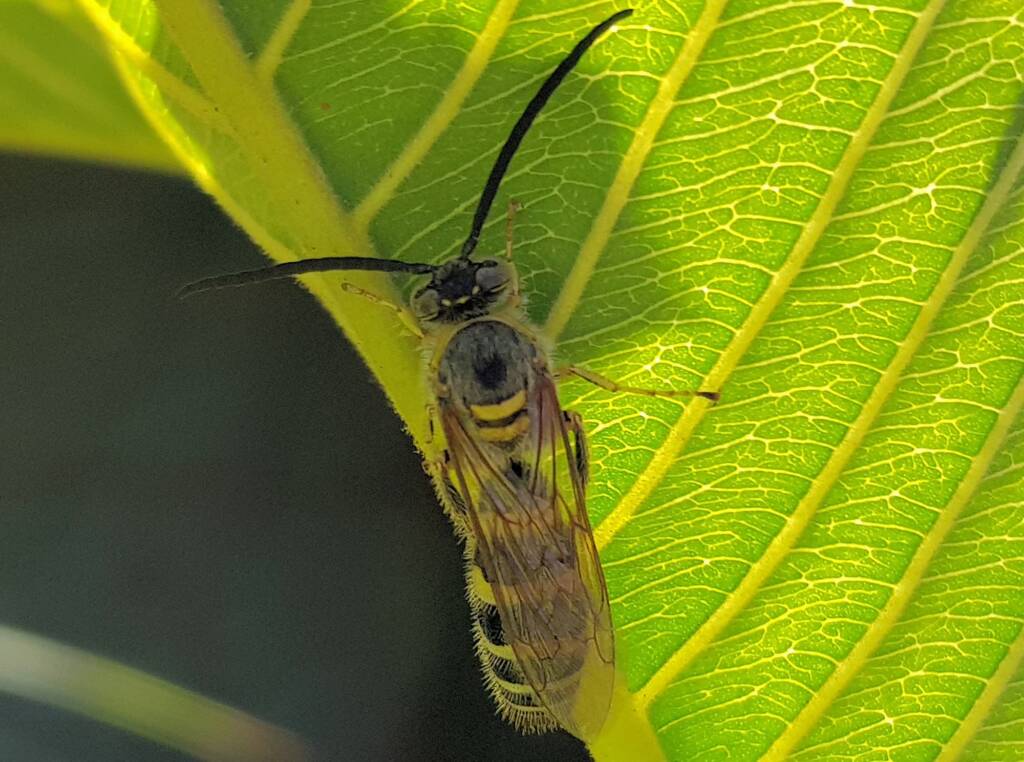 Yellow Hairy Flower Wasp (Radumeris tasmaniensis)