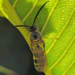 Yellow Hairy Flower Wasp (Radumeris tasmaniensis)