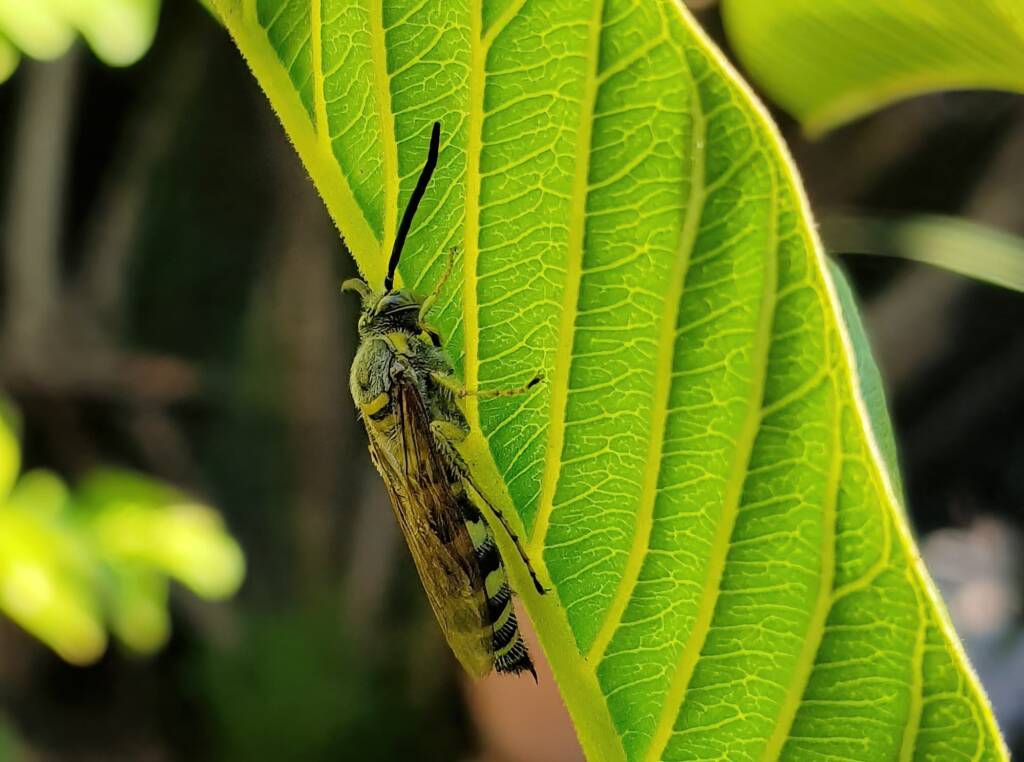 Yellow Hairy Flower Wasp (Radumeris tasmaniensis)