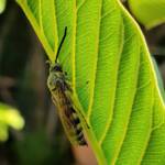 Yellow Hairy Flower Wasp (Radumeris tasmaniensis)