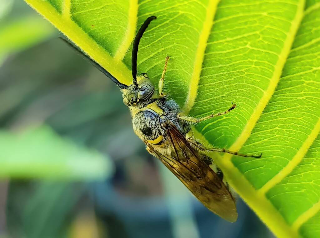 Yellow Hairy Flower Wasp (Radumeris tasmaniensis)