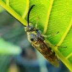 Yellow Hairy Flower Wasp (Radumeris tasmaniensis)