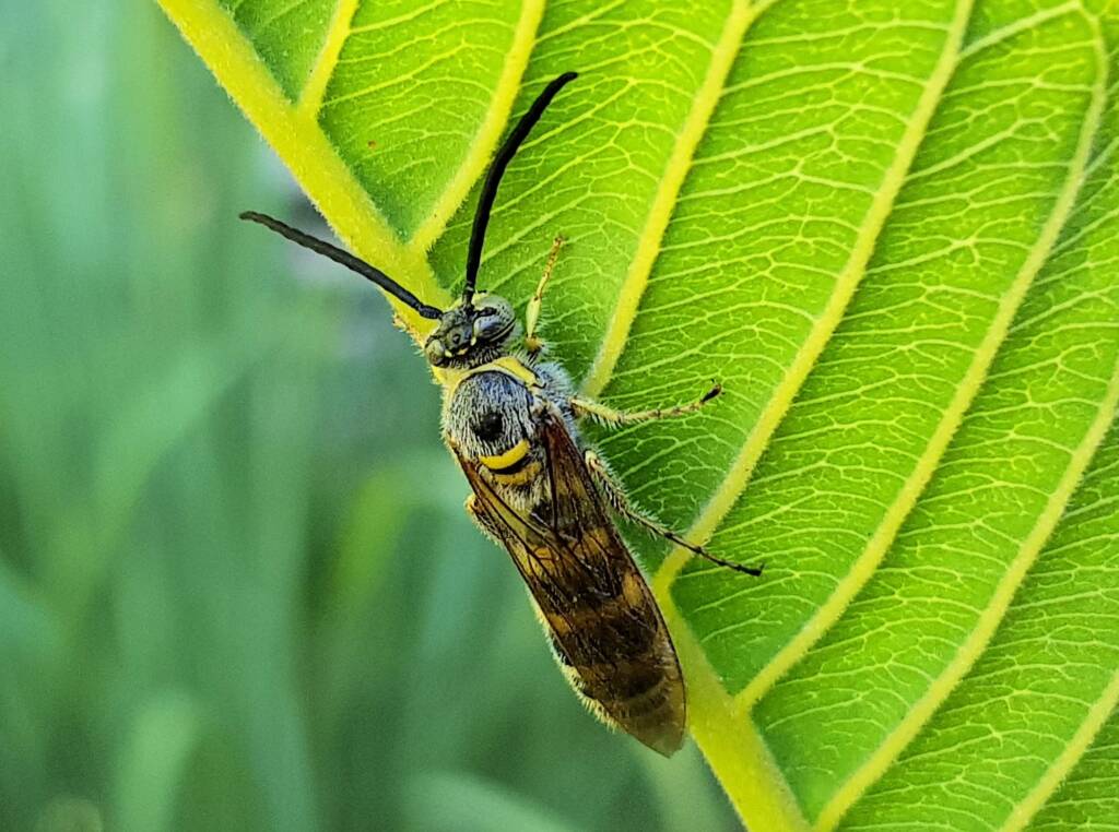 Yellow Hairy Flower Wasp (Radumeris tasmaniensis)