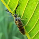 Yellow Hairy Flower Wasp (Radumeris tasmaniensis)