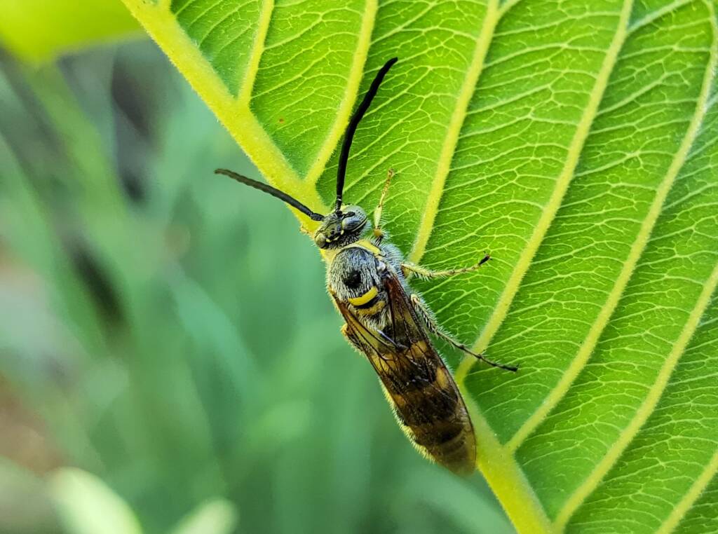 Yellow Hairy Flower Wasp (Radumeris tasmaniensis)