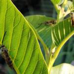 Yellow Hairy Flower Wasp (Radumeris tasmaniensis)