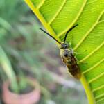 Yellow Hairy Flower Wasp (Radumeris tasmaniensis)