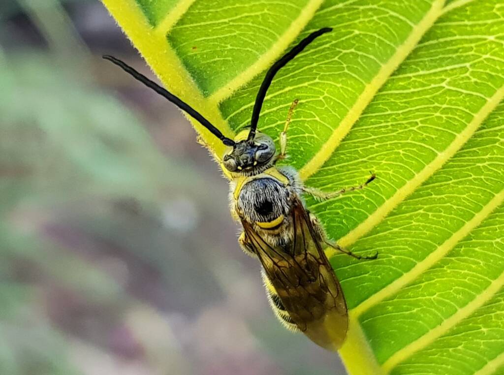 Yellow Hairy Flower Wasp (Radumeris tasmaniensis)