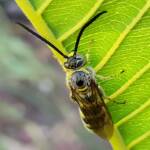 Yellow Hairy Flower Wasp (Radumeris tasmaniensis)
