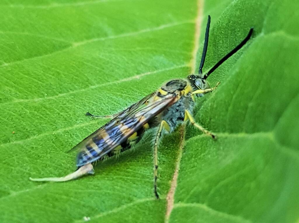 Yellow Hairy Flower Wasp (Radumeris tasmaniensis)
