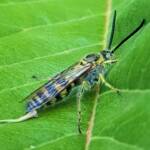 Yellow Hairy Flower Wasp (Radumeris tasmaniensis)