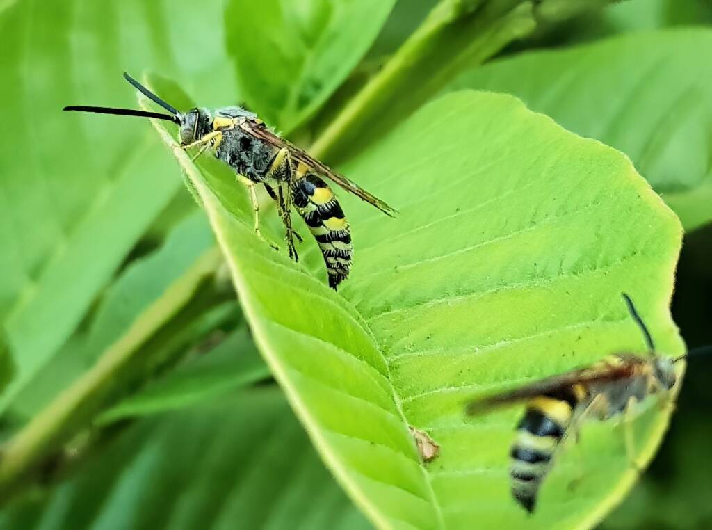 Yellow Hairy Flower Wasp (Radumeris tasmaniensis)