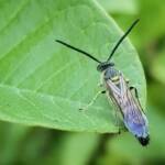 Yellow Hairy Flower Wasp (Radumeris tasmaniensis), Alice Springs, NT
