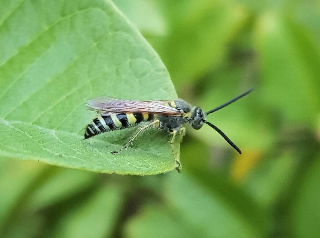 Yellow Hairy Flower Wasp (Radumeris tasmaniensis), Alice Springs, NT