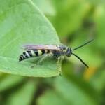 Yellow Hairy Flower Wasp (Radumeris tasmaniensis), Alice Springs, NT