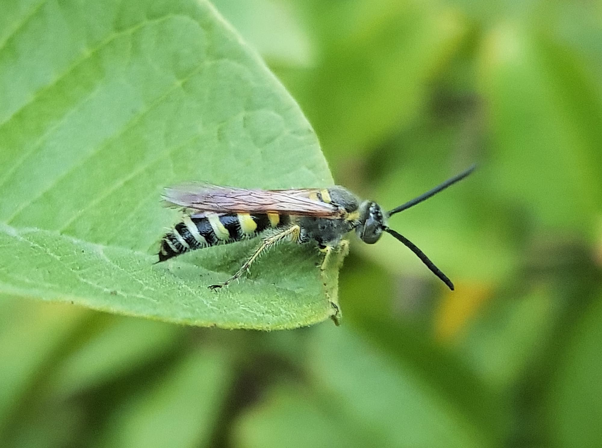 Yellow Hairy Flower Wasp (Radumeris tasmaniensis), Alice Springs, NT