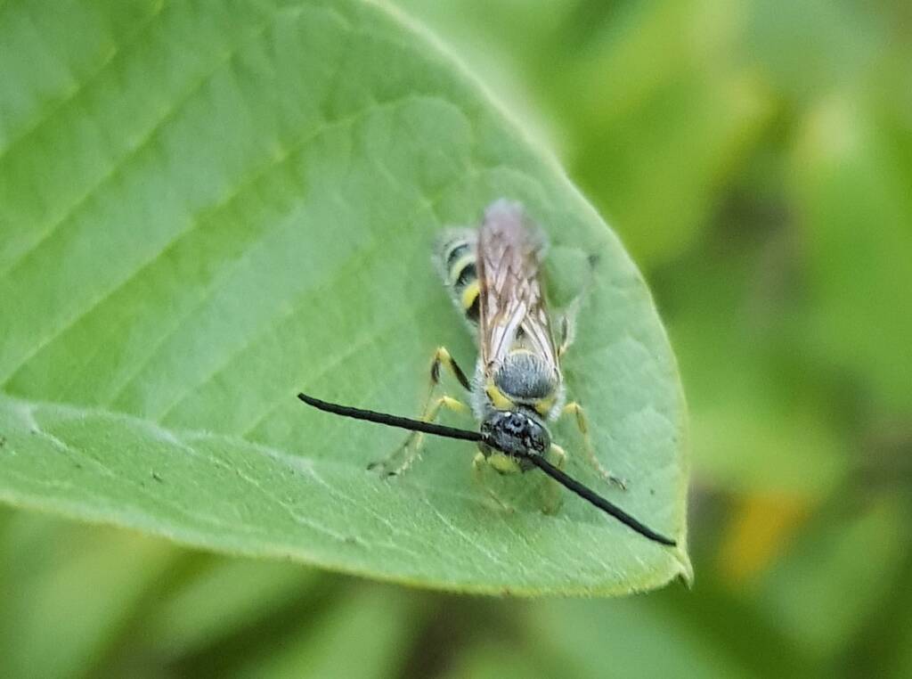 Yellow Hairy Flower Wasp (Radumeris tasmaniensis), Alice Springs, NT