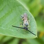Yellow Hairy Flower Wasp (Radumeris tasmaniensis), Alice Springs, NT